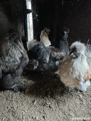 Oua de matase japoneza  - imagine 2