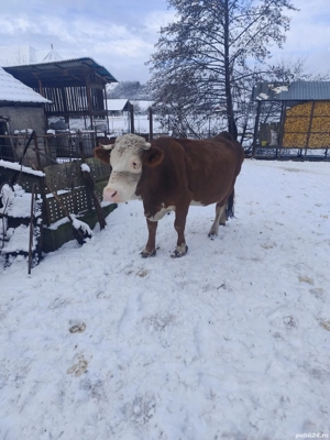 Vaci de vânzare  - imagine 2