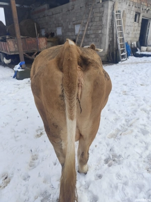 Vaci de vânzare  - imagine 3