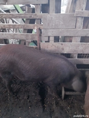 vând vier duroc de 75 -80kg. - imagine 2