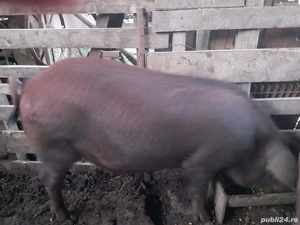 vând vier duroc de 75 -80kg.