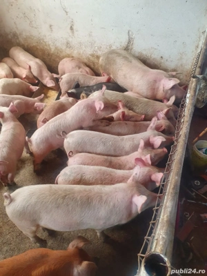 Purcei 25-50 kg - imagine 3