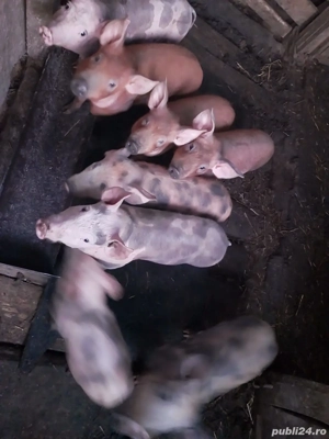 Vând purcei duroc pietran - imagine 2