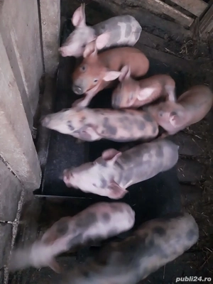 Vând purcei duroc pietran