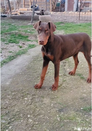 Femela doberman maro cu pedigree  - imagine 2