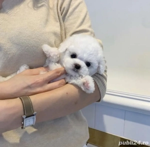 Baietel Bichon Frise