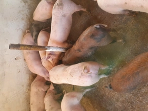 Porci de la 20 kg pana la 70 kg - imagine 2