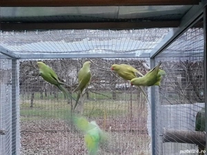 vand micul Alexander  - imagine 3