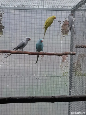 vand micul Alexander  - imagine 4