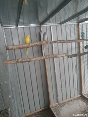 vand micul Alexander  - imagine 2