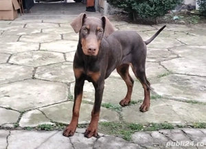 Femela doberman maro cu pedigree 