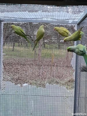 vand micul Alexander  - imagine 5