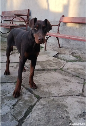 Femela doberman maro cu pedigree  - imagine 4