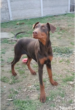 Femela doberman maro cu pedigree  - imagine 3