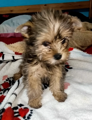 Yorkshire terrier golld  - imagine 4