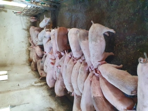 Porci de la 20 kg pana la 70 kg - imagine 3