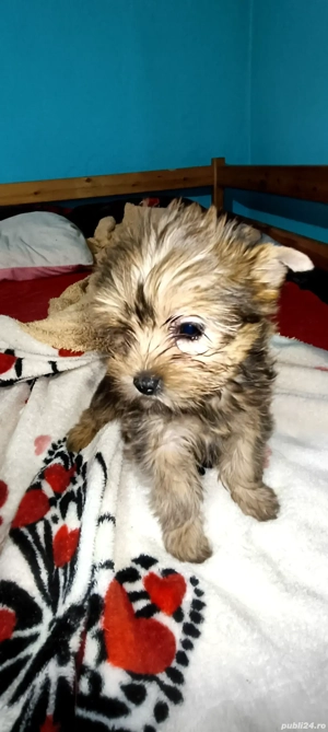Yorkshire terrier golld  - imagine 5