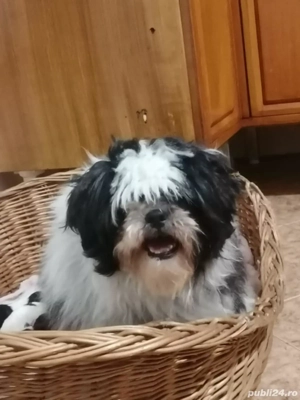 Vand pui shih tzu  - imagine 4