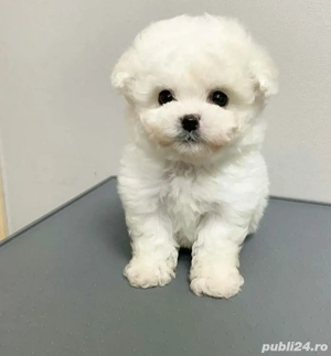 Bichon frise