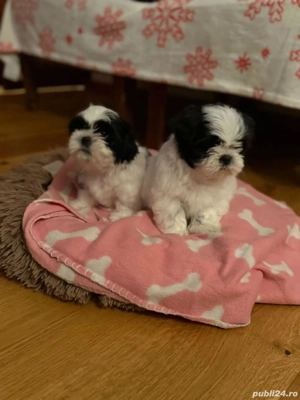 Vand pui shih tzu  - imagine 3