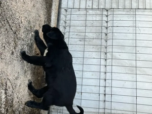 Pui - Ciobanesc de Asia Centrala  - imagine 2