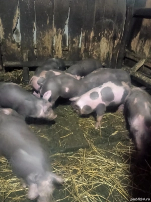 Vând purcei de carne  - imagine 3