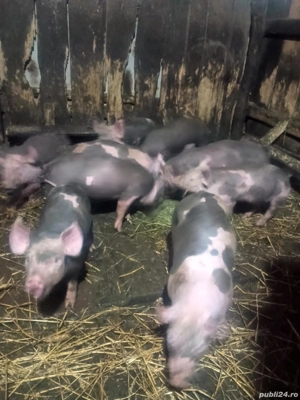 Vând purcei de carne  - imagine 2