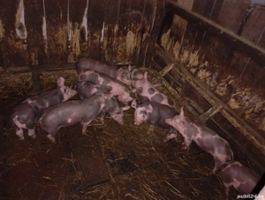 Vând purcei de carne  - imagine 4