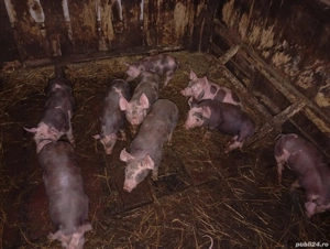 Vând purcei de carne  - imagine 5