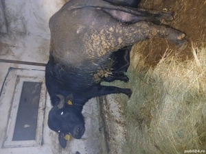 Vand juninca si juninca de bivol - imagine 4