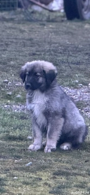 Pui Ciobanesc Romanesc Carpatin cu pedigree