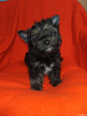 Yorkshire terrier talie standard culoare neagră 