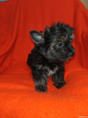 Yorkshire terrier talie standard culoare neagră  - imagine 3