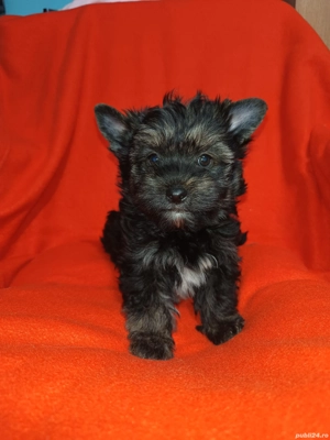 Yorkshire terrier talie standard culoare neagră 