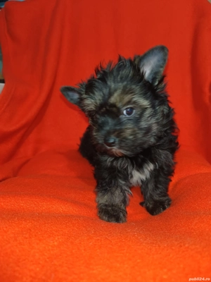 Yorkshire terrier talie standard culoare neagră  - imagine 4