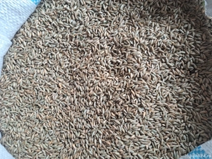 Șrot de floarea soarelui și Secară 