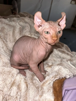Pui Sphynx Elf deosebiți   gata de mutare - imagine 3