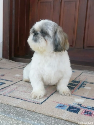 Vand pui shih tzu  - imagine 5