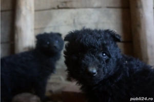 Catei MUDI de intors oi - imagine 4