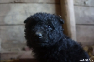 Catei MUDI de intors oi