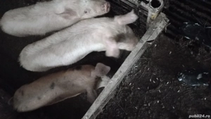 vand soldani - imagine 3