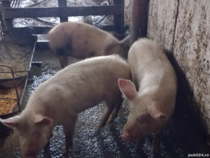 vand soldani - imagine 2