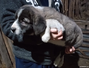 Căței Ciobănesc de Asia Centrală  - imagine 5