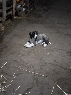 Căței Ciobănesc de Asia Centrală  - imagine 2