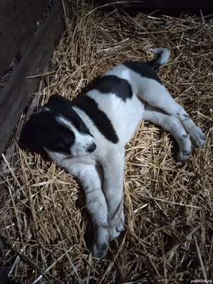 Căței Ciobănesc de Asia Centrală  - imagine 3