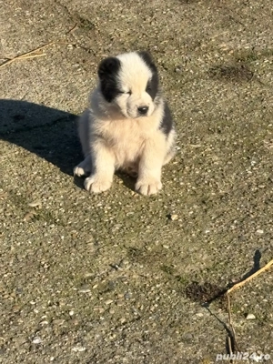 catei asia centrala  - imagine 3