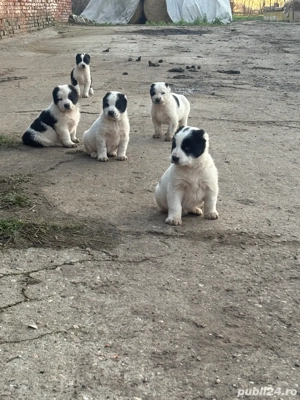 catei asia centrala  - imagine 2