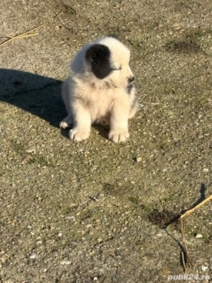 catei asia centrala  - imagine 5