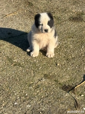 catei asia centrala  - imagine 4