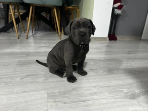 Cane corso blue 